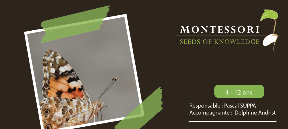 camp été Montessori - insecte